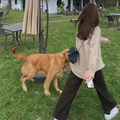荡妇姬黛